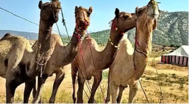 पुष्कर मेले में ऊंटों की रौनक, परंपरा और व्यापार का संगम — बारिश से पशुपालकों की बढ़ी परेशानी