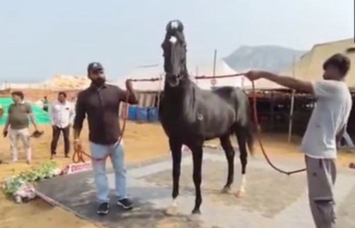 पुष्कर पशु मेले में 15 करोड़ का घोड़ा ‘शाहबाज’ बना आकर्षण