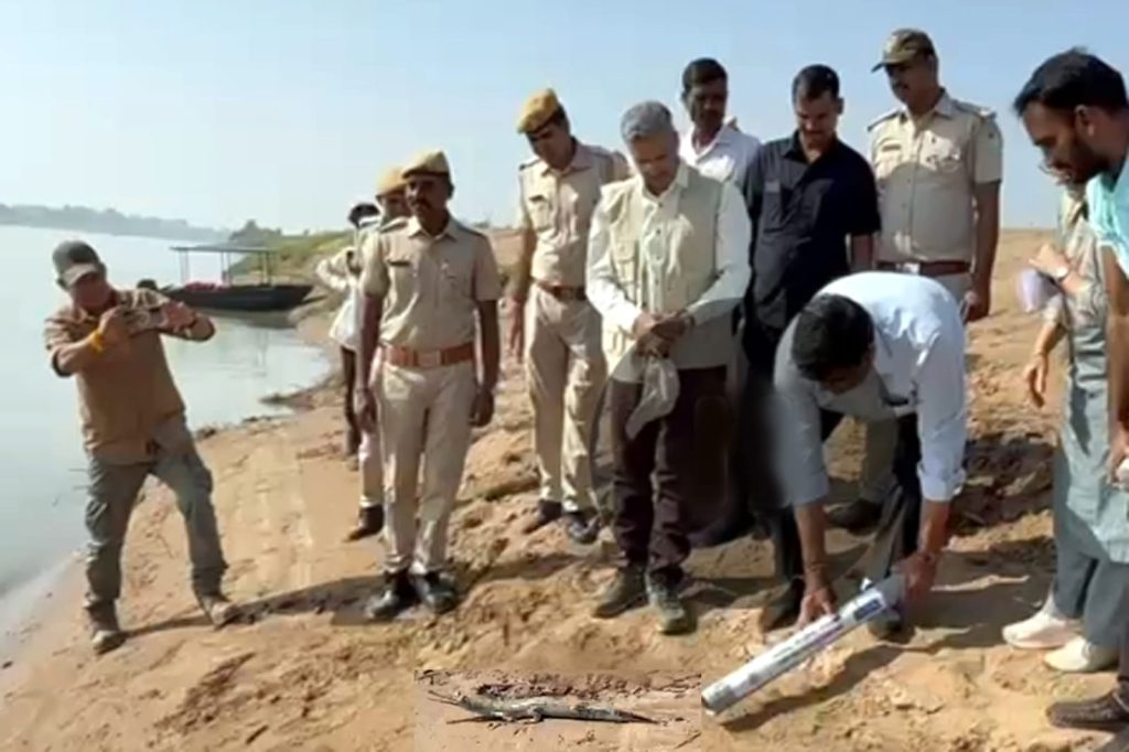 देश में पहली बार घड़ियाल संरक्षण की अनूठी पहल, वन राज्यमंत्री संजय शर्मा ने घड़ियाल के 10 बच्चों को चंबल नदी में छोड़ा