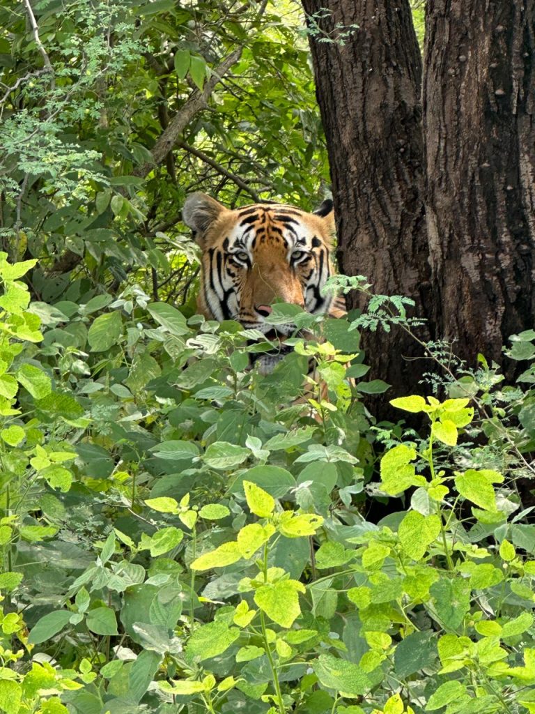 नाहरगढ़ जैविक उद्यान में रविवार को उमड़ा पर्यटकों का सैलाब